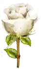 https://awakenher.co.uk/wp-content/uploads/2024/08/white-rose.webp